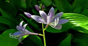 Hosta Plant