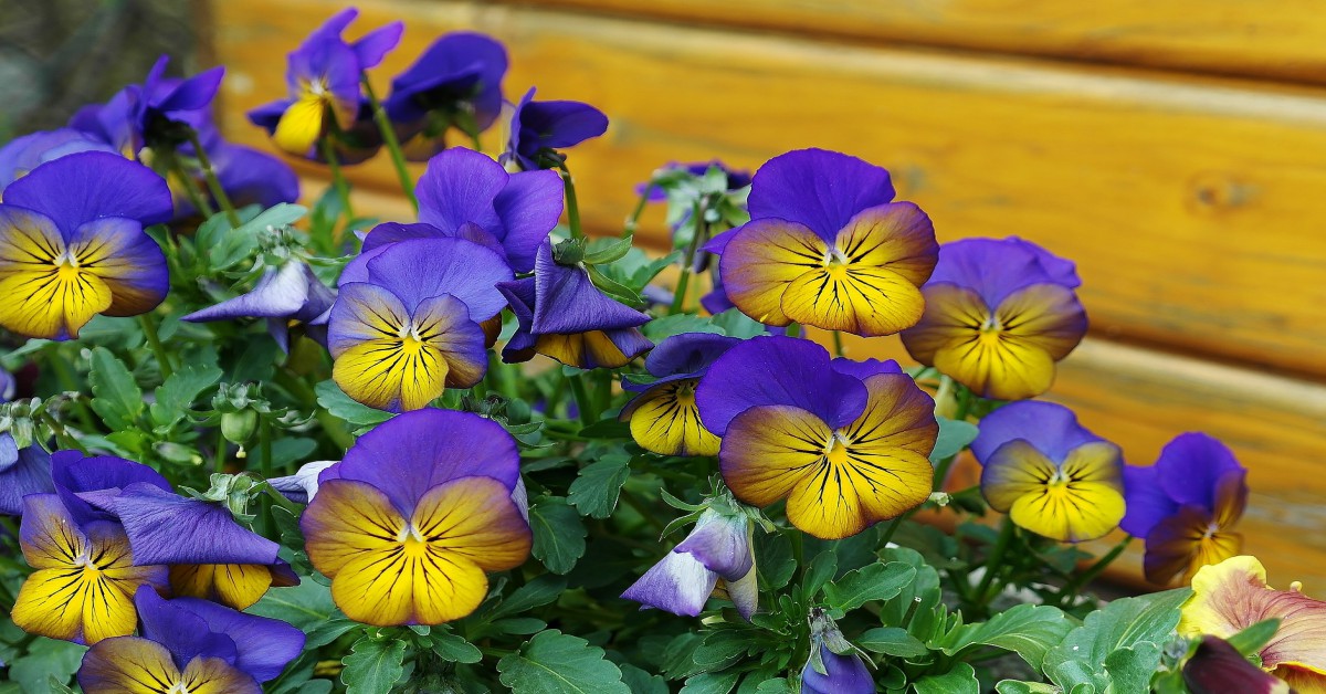 बनफूल का पौधा – Pansy Plant Information in Hindi