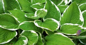 Hosta Plant