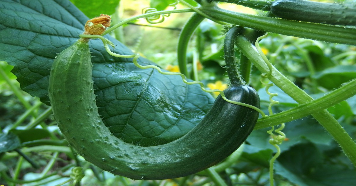 बगीचे में खीरा उगाने का तरीका – Cucumbers Plant