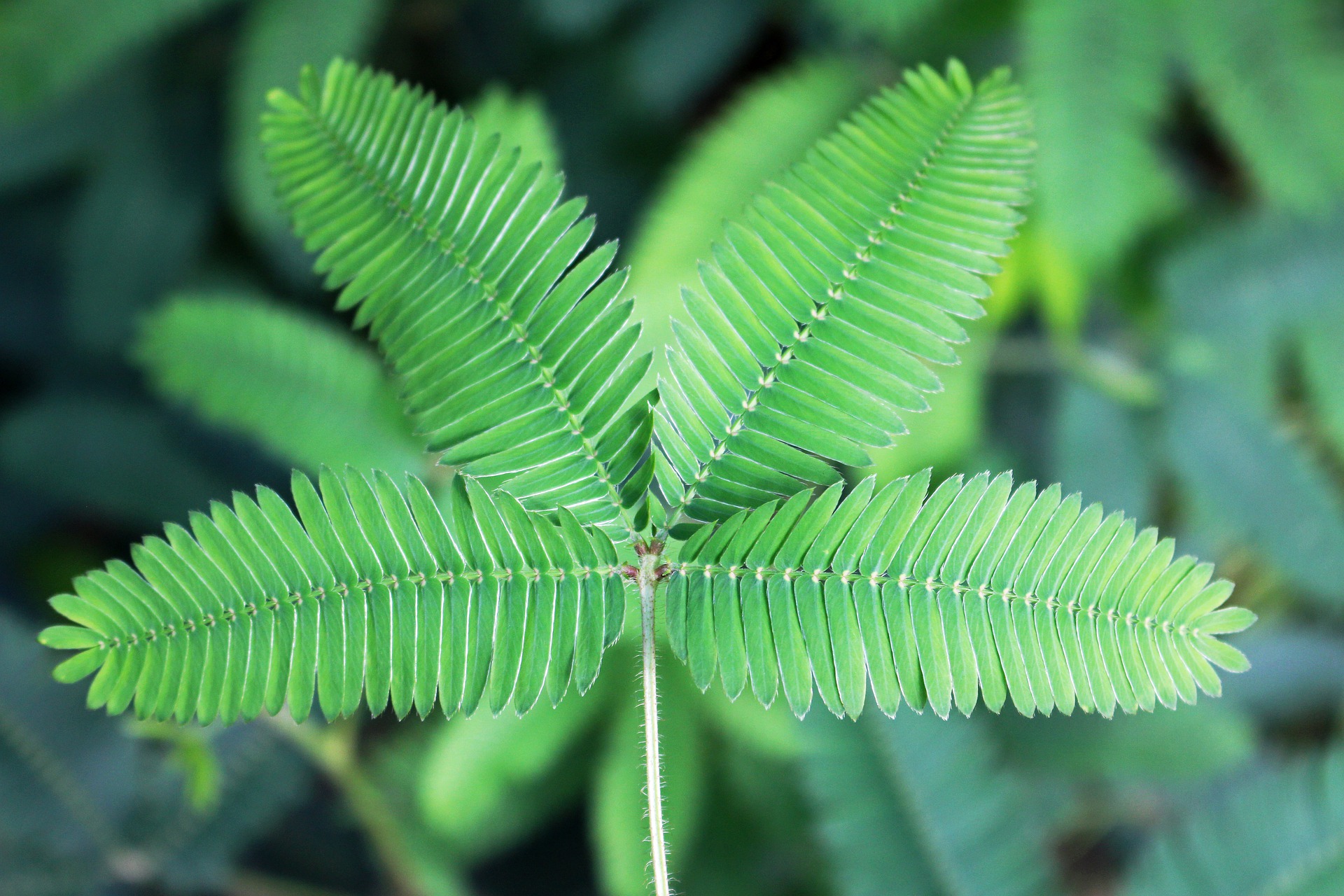 छुईमुई का पौधा – Sensitive Plant(Mimosa pudica) in Hindi
