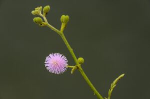 छुईमुई का पौधा 