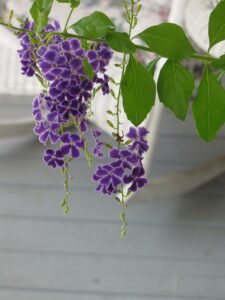 Duranta Plant