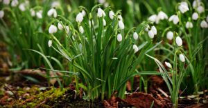 Snowdrop Flower