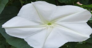 Moonflower Plant Information