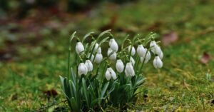 Snowdrop Flower