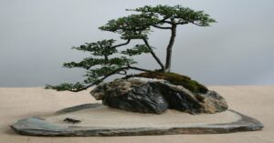 रॉक बोनसाई पेड़