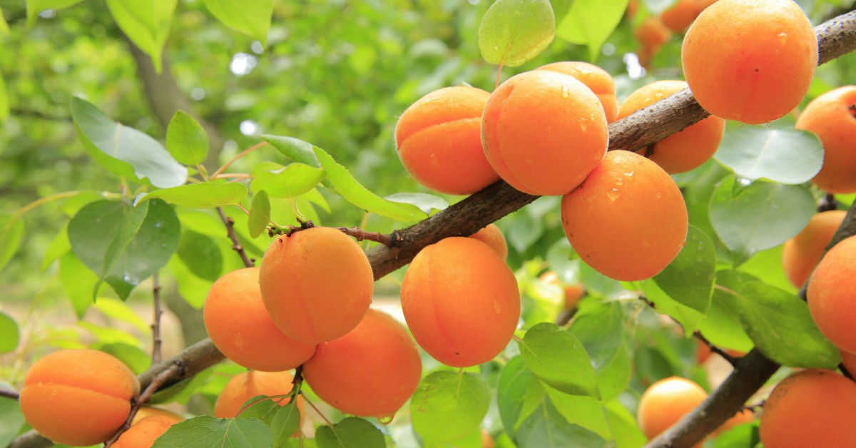 खु़बानी पेड़ की जानकारी – Apricot Tree in Hindi
