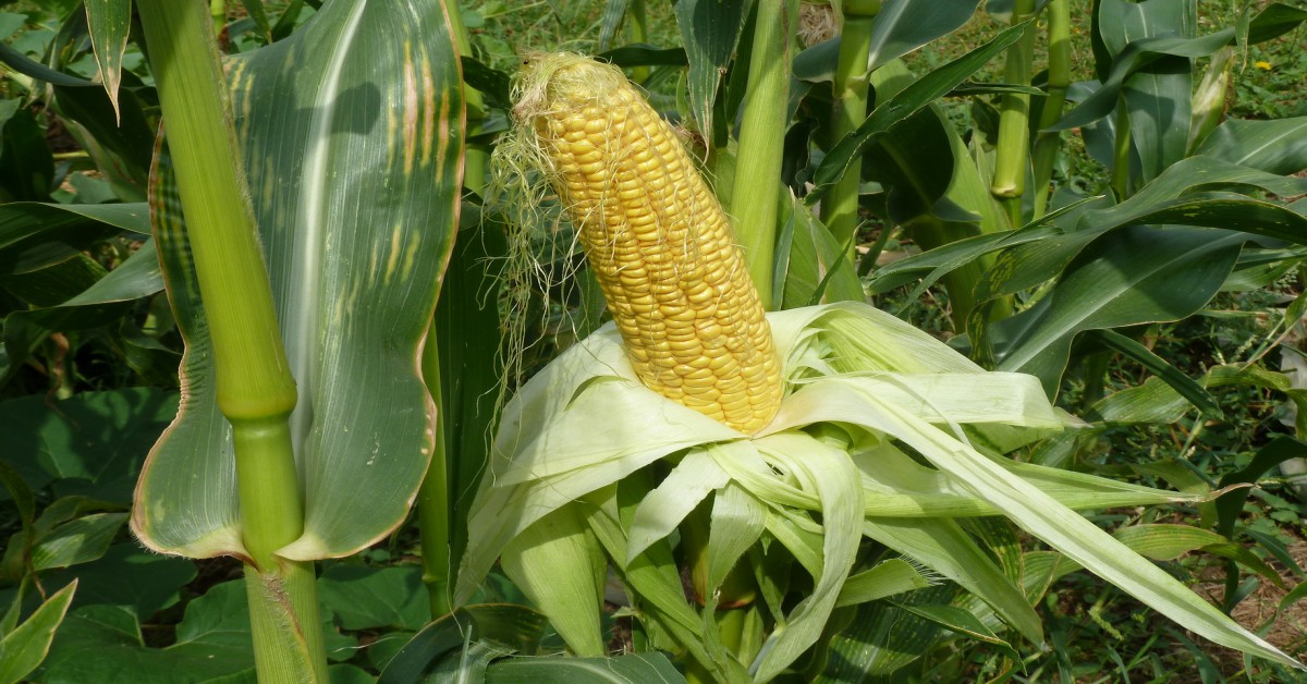 स्वीट कॉर्न उगाने का तरीका – Sweet Corn plant