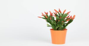 Easter Cactus Plant