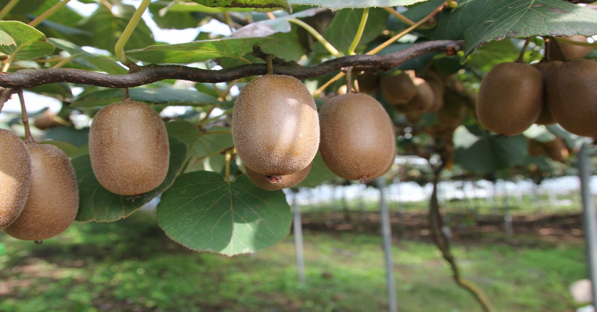 कीवी का पौधा – Kiwi Plant Information in Hindi