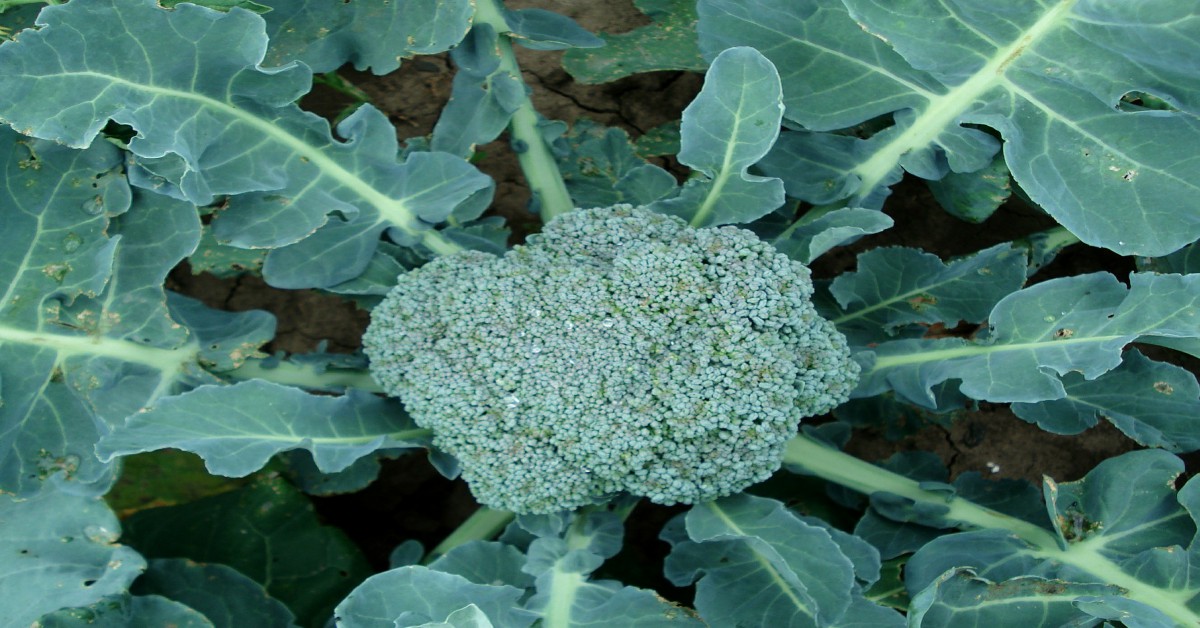 ब्रोकोली का पौधा – Broccoli Plant in Hindi