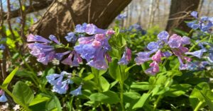 Virginia Bluebells Plant