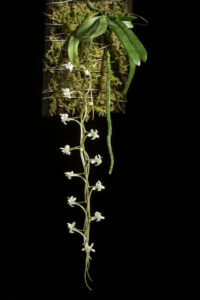 Aerangis Orchids