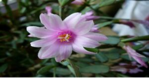 Easter Cactus Plant