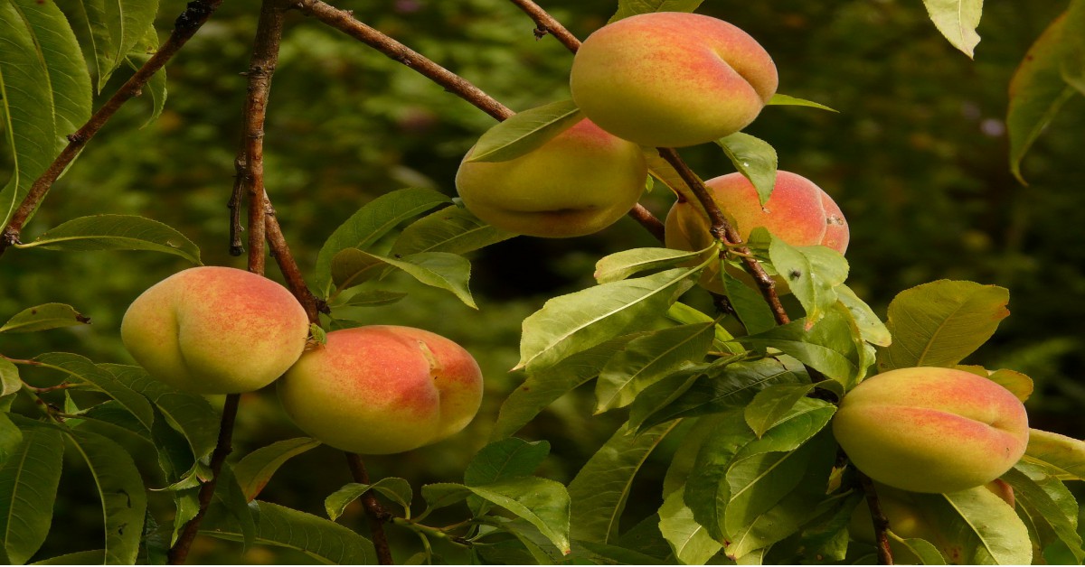 आड़ू का पेड़ – Peach tree Information in Hindi
