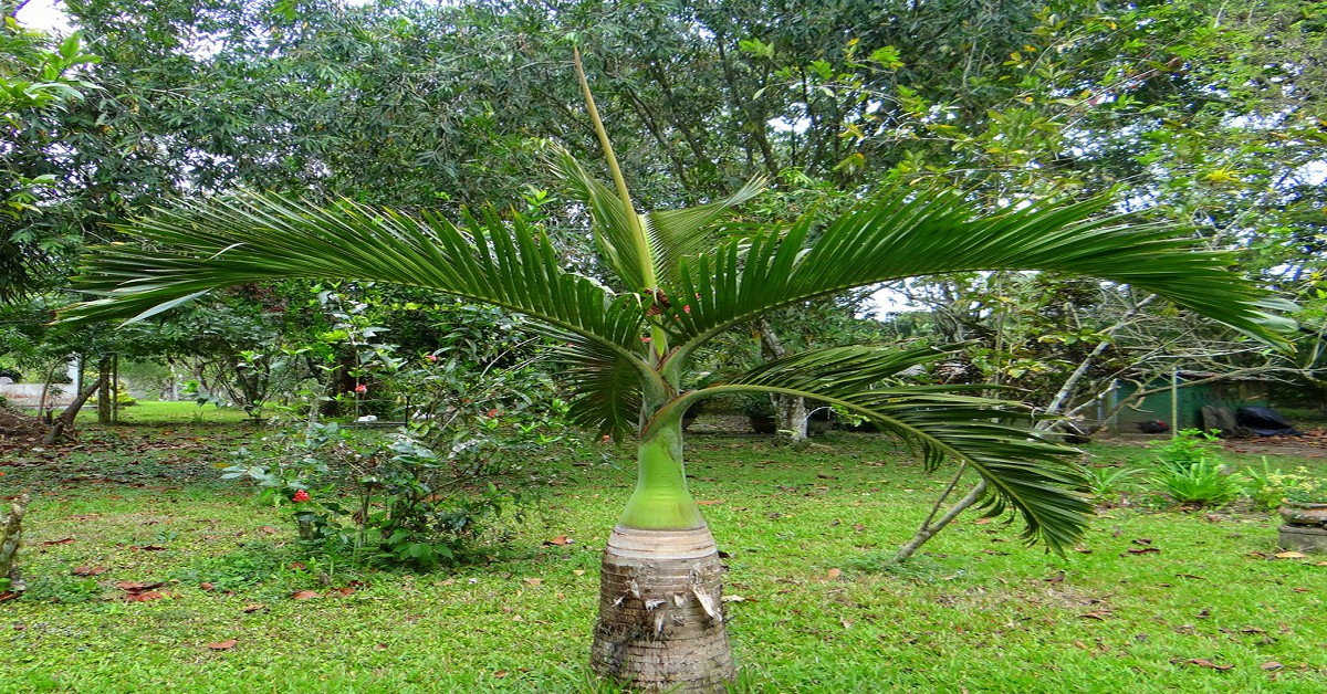 बोतल पाम की जानकारी – Bottle palm tree in Hindi