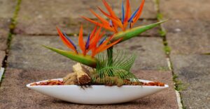 Bird of Paradise Plant