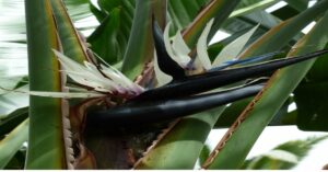 Bird of Paradise Plant