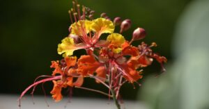 Bird of Paradise Plant