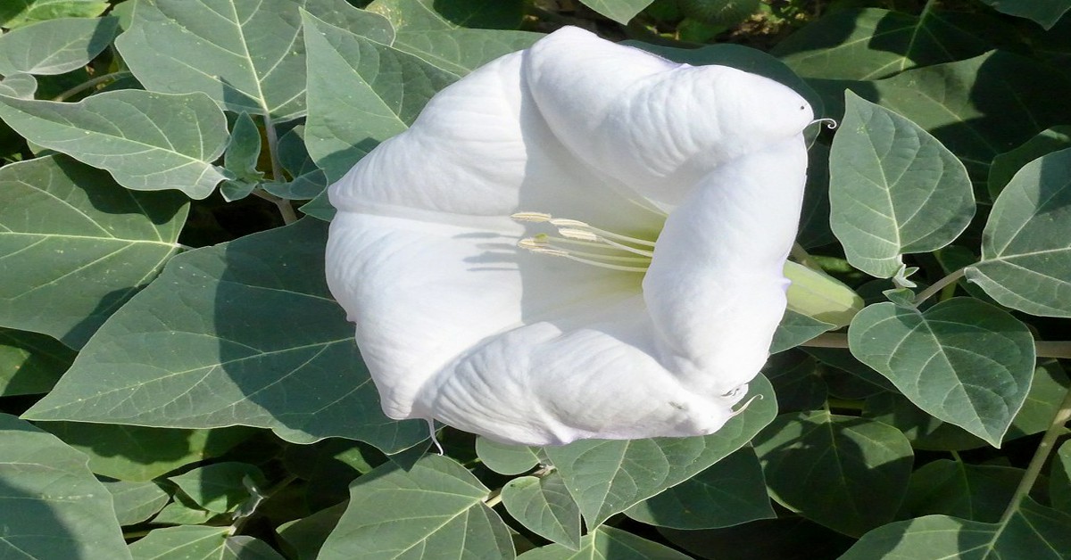 Moonflower Plant Information in Hindi