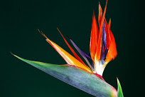 Bird of Paradise Plant की खूबसूरत प्रजातियाँ