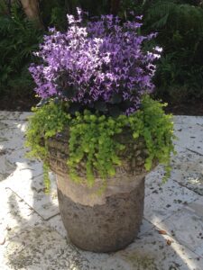 Creeping Jenny plant