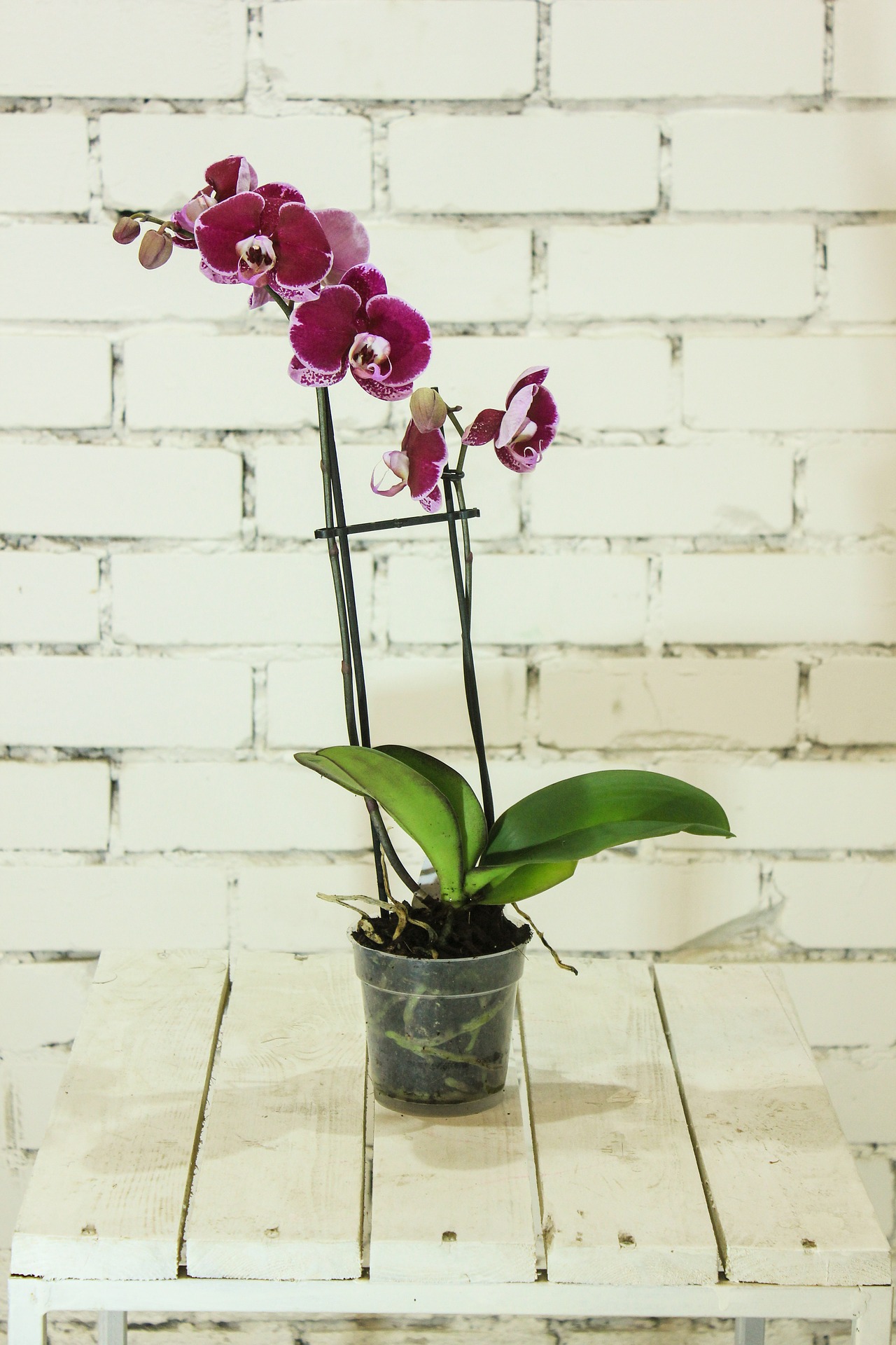 इनडोर में ऑर्किड उगाने का तरीका – orchids Plant