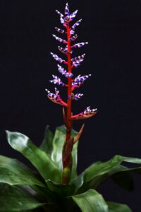 Bromeliads Plant 