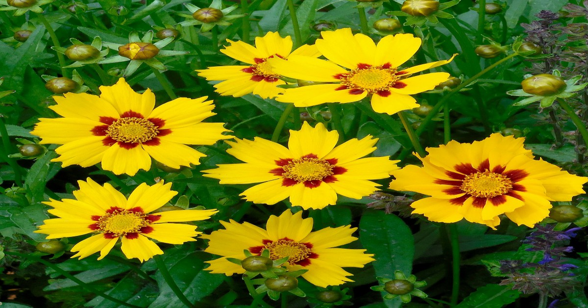 Coreopsis Plant in Hindi