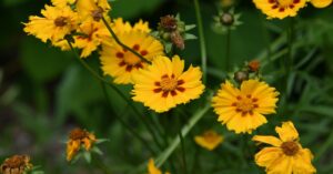 Coreopsis Plant in Hindi