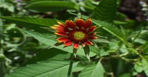 Coreopsis Plant in Hindi