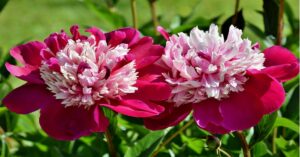 Peony Plant Information