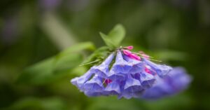 Virginia Bluebells Plant