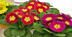 Primrose Plant