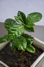 कॉफ़ी का पौधा – Coffee Plant Information in Hindi
