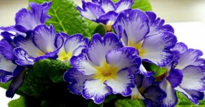 Primrose Plant