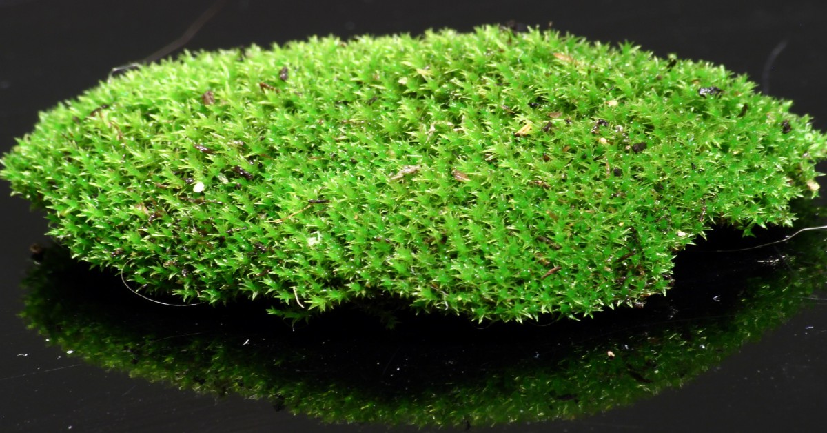 Sphagnum Moss की जानकारी – Sphagnum Moss