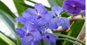 Vanda Orchid Information
