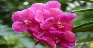 Vanda Orchid Information
