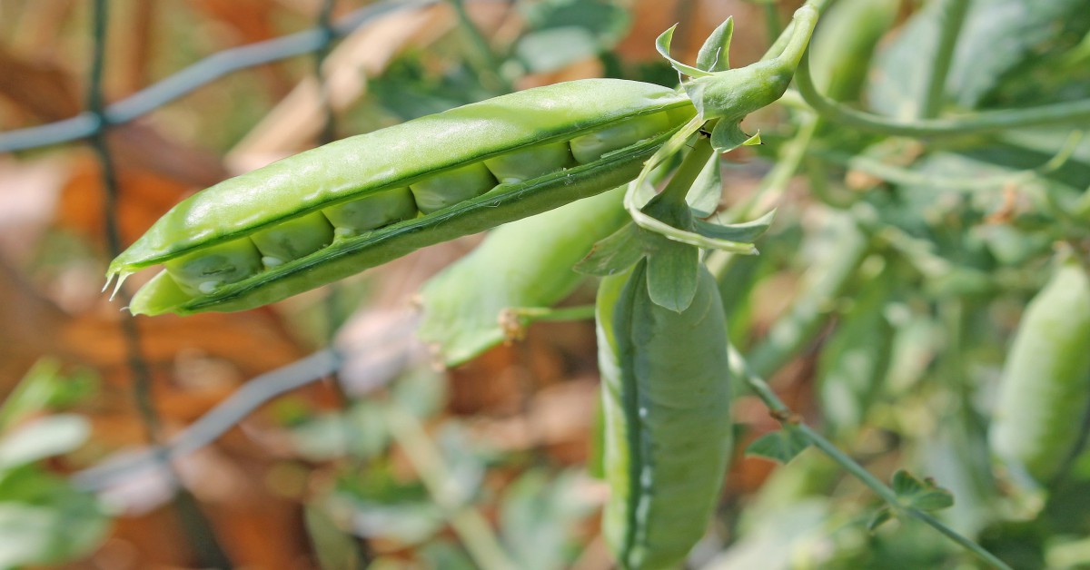 मटर उगाने का तरीका – Pea Plant in Hindi