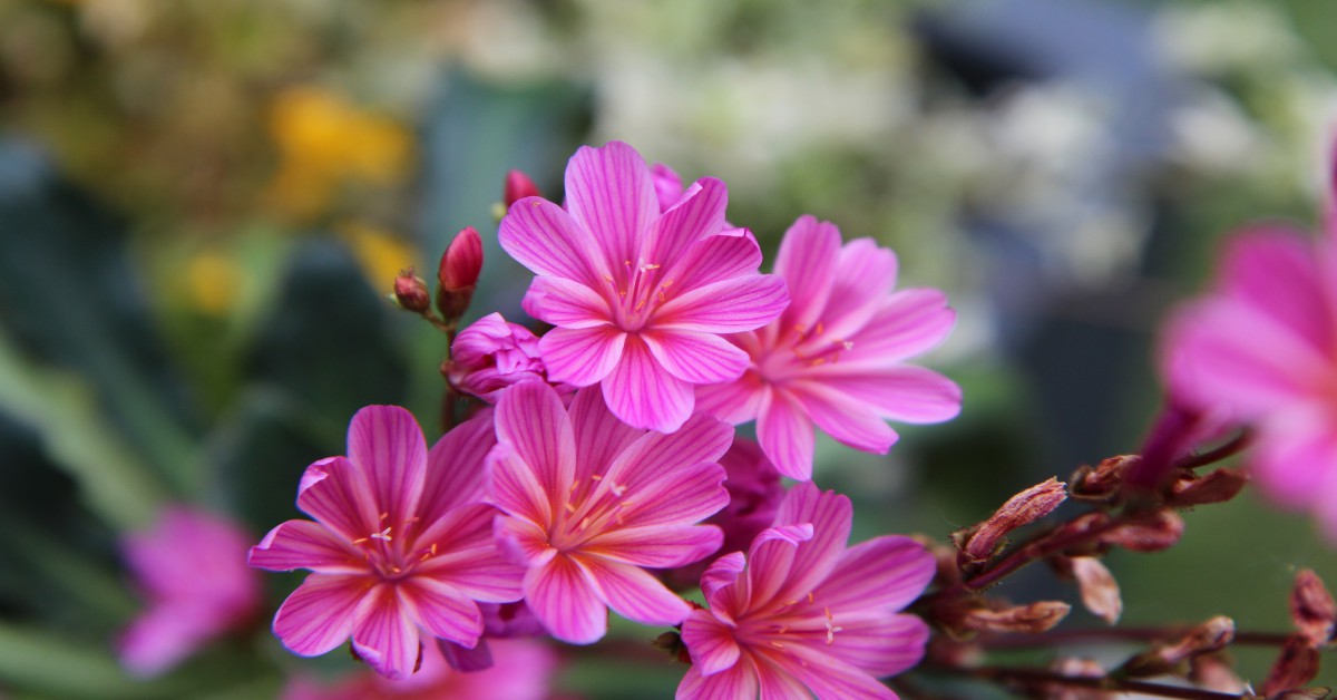 10 बारहमासी फूल – 10 Perennial Flowers