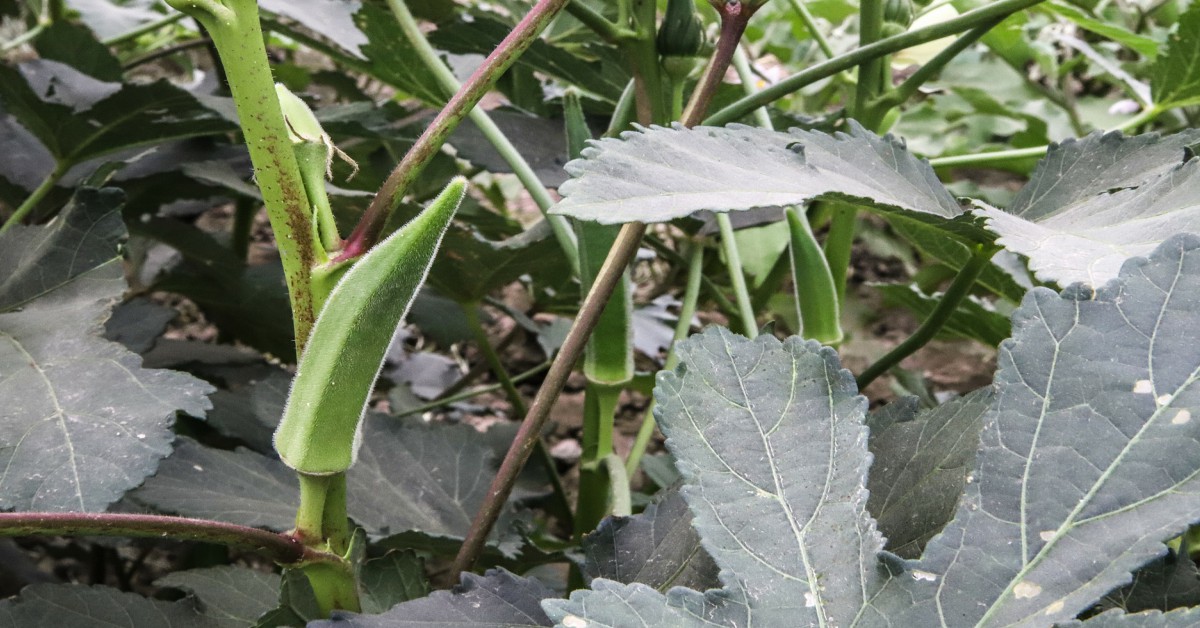 भिंडी का पौधा – Lady Finger plant in Hindi