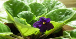 African Violet Plant