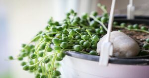 String of Pearls Plant