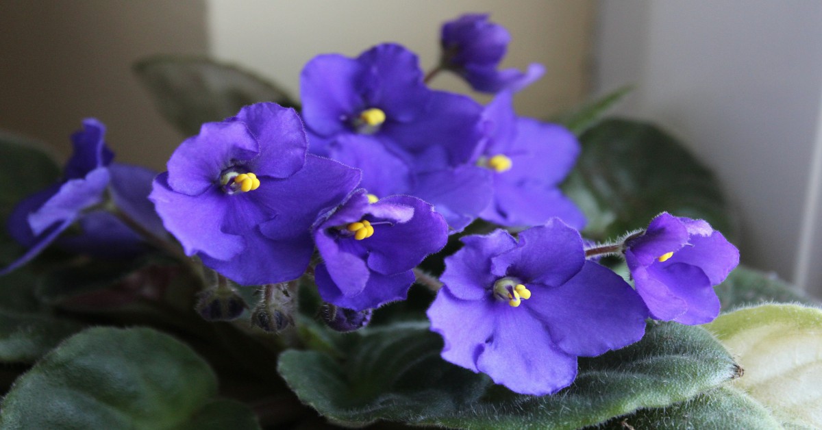 African Violet Plant Information in Hindi