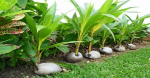 घर में नारियल पौधा