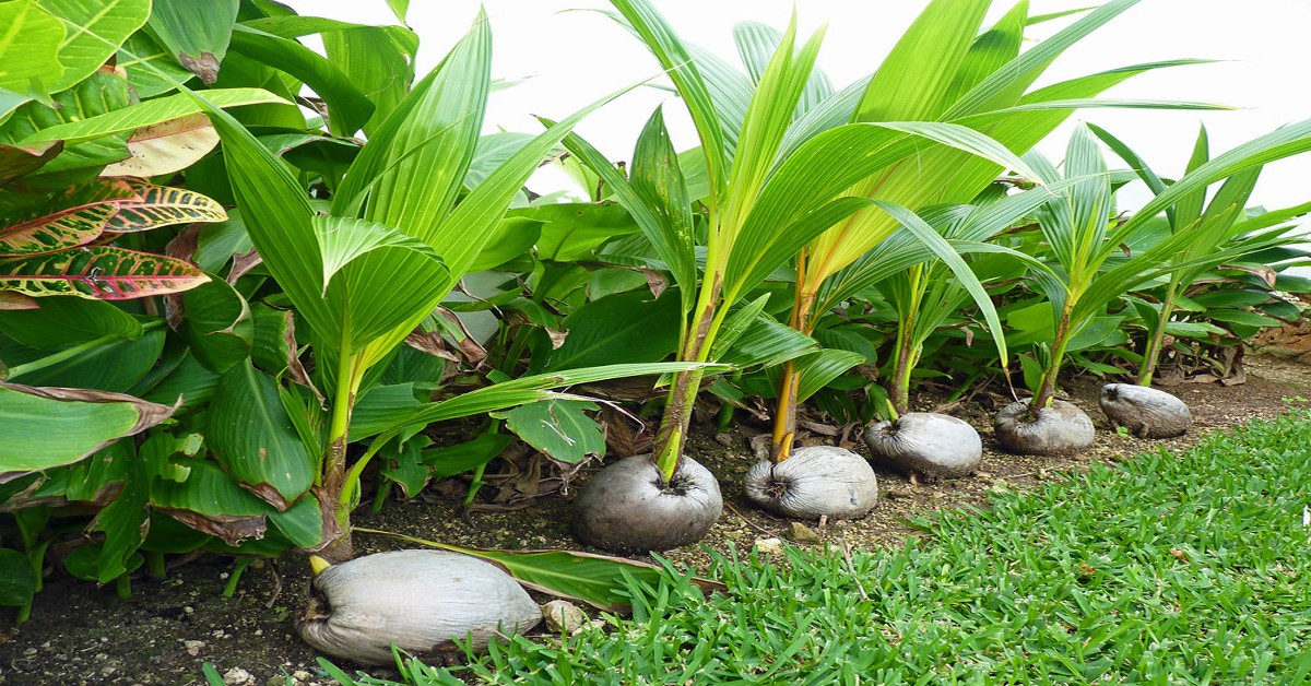 घर में नारियल पौधा – Coconut Palms in Hindi