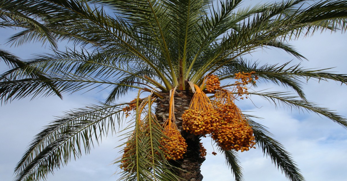 खजूर का पेड़ – Date Palm Tree in Hindi