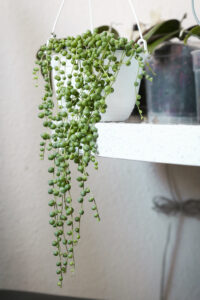 String of Pearls Plant